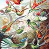 Kolibris von Jacky