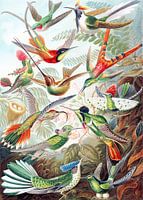 Hummingbirds