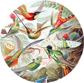 Hummingbirds
