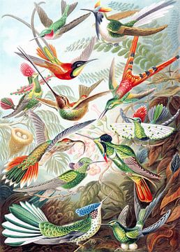 Hummingbirds by Jacky