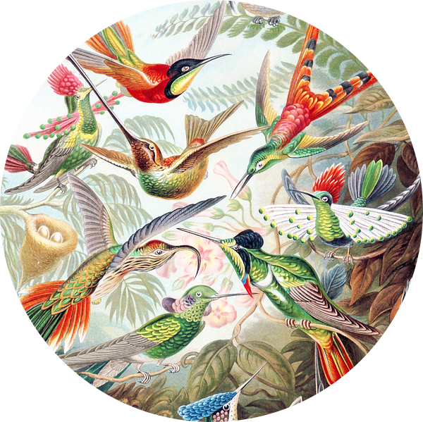 Hummingbirds van Jacky