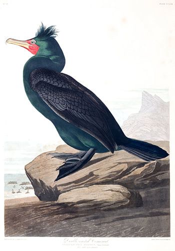 Geoorde Aalscholver