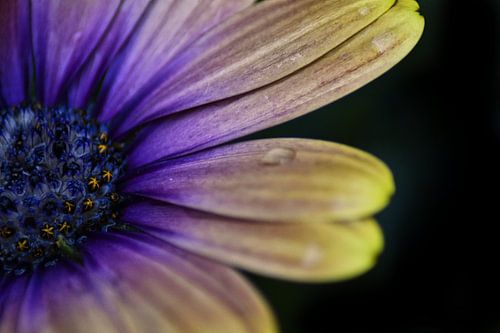 Spaanse Margriet van Eva De Mol