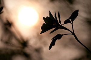 Sunset in the wood