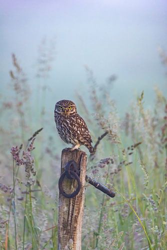 Little Owl, (Athene noctua).