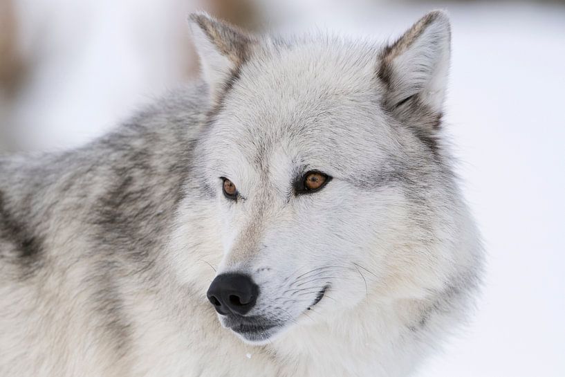 Wolfsaugen...  Grauer Wolf *Canis lupus* par wunderbare Erde