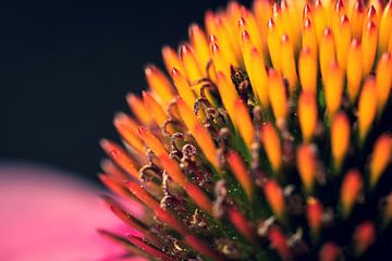 Un portrait macro sombre d'un pilon de chapeau de soleil rouge. sur Joeri Mostmans