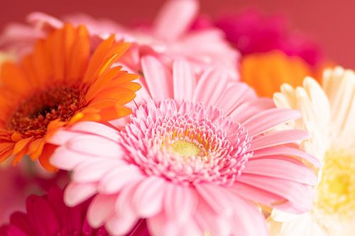 Zarte Pastellblumen – Rosa und orangefarbene Gerbera in Nahaufnahme
