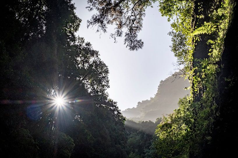 Sonnenschein durch Bäume von Pierre Verhoeven