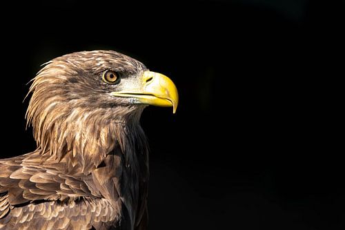 Weißkopfseeadler