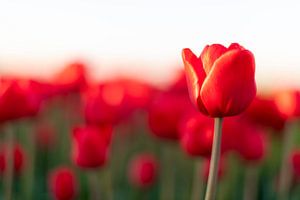 Blühenden roten Tulpen während des Sonnenuntergangs in Holland