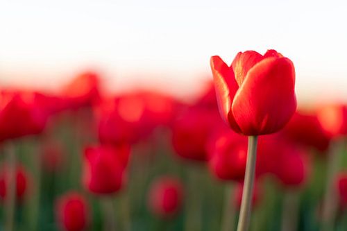 Des tulipes rouges pendant le coucher du soleil en Hollande