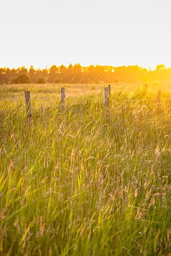 High green grass during summer evening