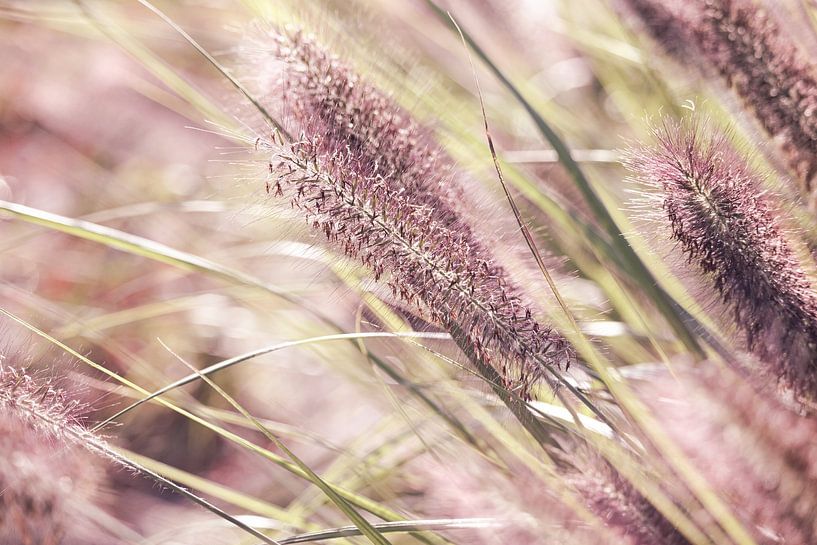 Soft Pink Pennisetum Blooms by Imladris Images