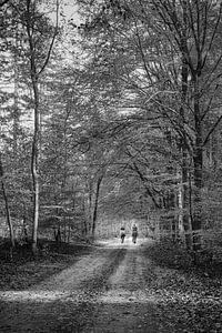 Pferde im Wald im Herbst