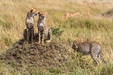 Jachtluipaarden in de Masai Mara Savanne van Roland Brack
