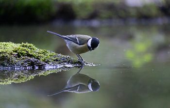 Great Tit sieht das Spiegelbild