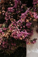Fleurs roses à Lisbonne