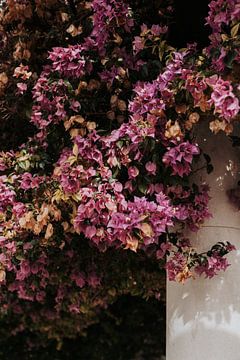 Roze bloemen in Lissabon van Iris van Tricht