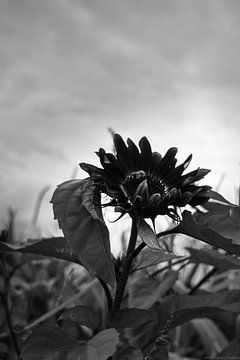 zwart witte zonnenbloem van Anne Marije Hoekstra