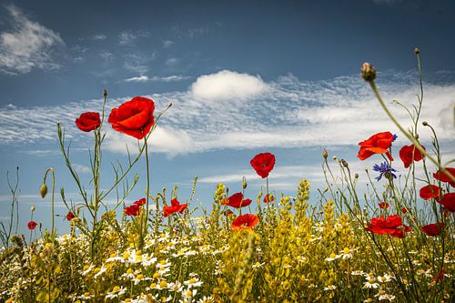 Coquelicots sur fond de ciel bleu