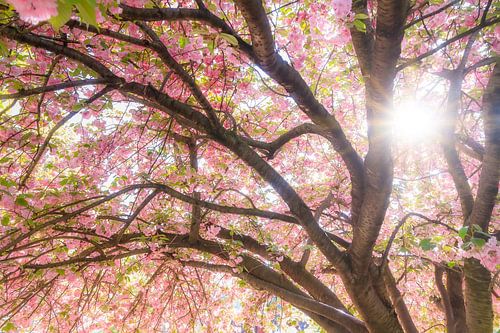 Kersen bloesem in de lente