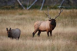Elk, Wapiti, Cervus elephas, Yellowstone National Park, Wyoming von Frank Fichtmüller