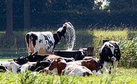Koe heeft het warm