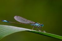 Waterjuffer op een blad met dauwdruppels