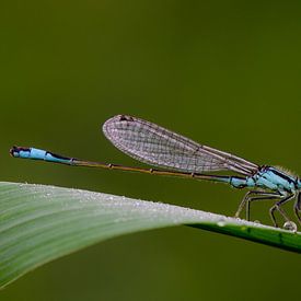 Demoiselle sur une feuille avec des gouttes de rosée sur Natuurels