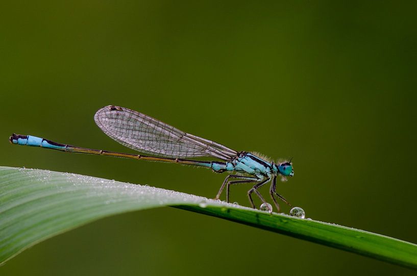 Damselfly on a leaf with dewdrops by Natuurels