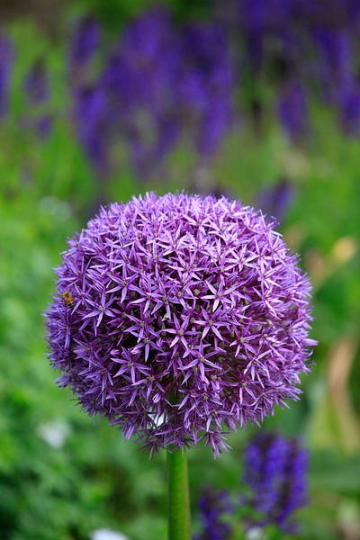 Alium von Thomas Jäger