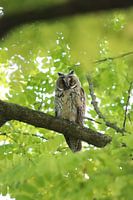 Hibou moyen-duc