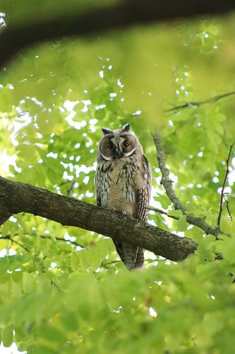 Long-eared owl