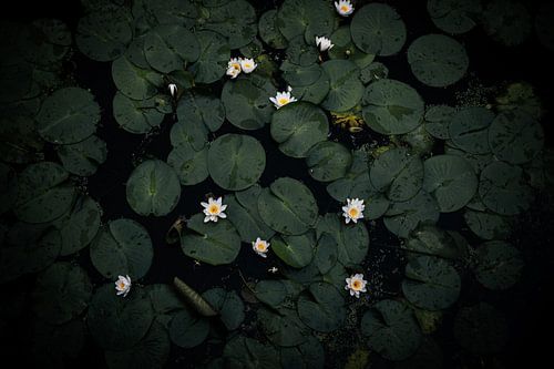 waterlelies