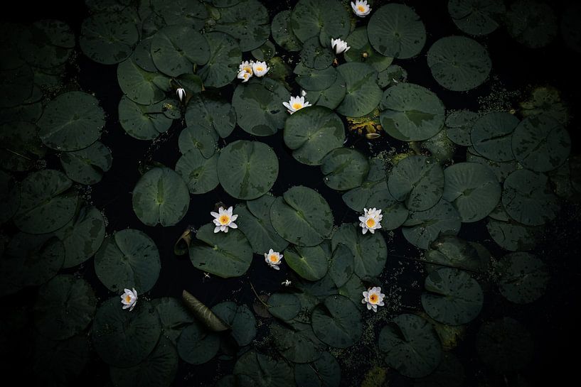 water lilies by Monique de Koning