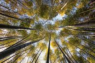 Forêt de Bambou par Manjik Pictures Aperçu