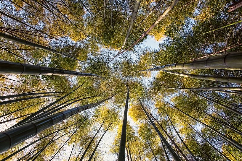 Forêt de Bambou par Manjik Pictures