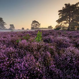 Flowering heather in morning light by Coen Janse