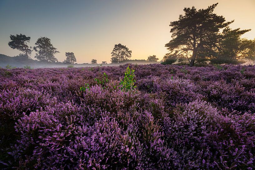 Flowering heather in morning light by Coen Janse