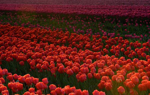 Tulpenveld tijdens de zonsondergang