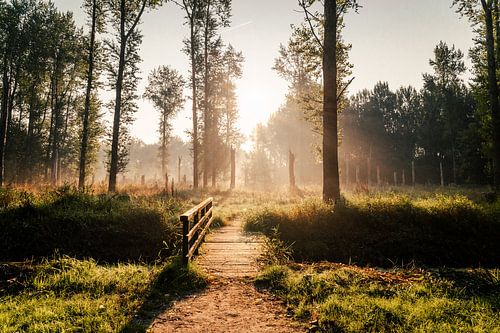 Kleine Brücke im Sonnenlicht des Leeuwardener Waldes