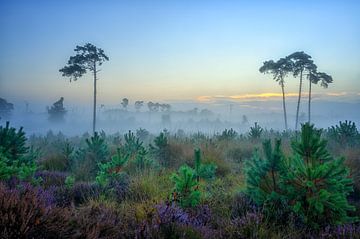 Kalmthoutse Heidekraut am frühen Morgen von Leon Okkenburg