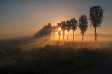 Märchenhafter nebliger Sonnenaufgang bei Bäumen von Moetwil en van Dijk - Fotografie