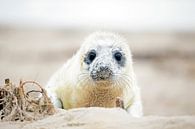 Robbenbaby (Halichoerus grypus) am Strand von Eye on You Miniaturansicht