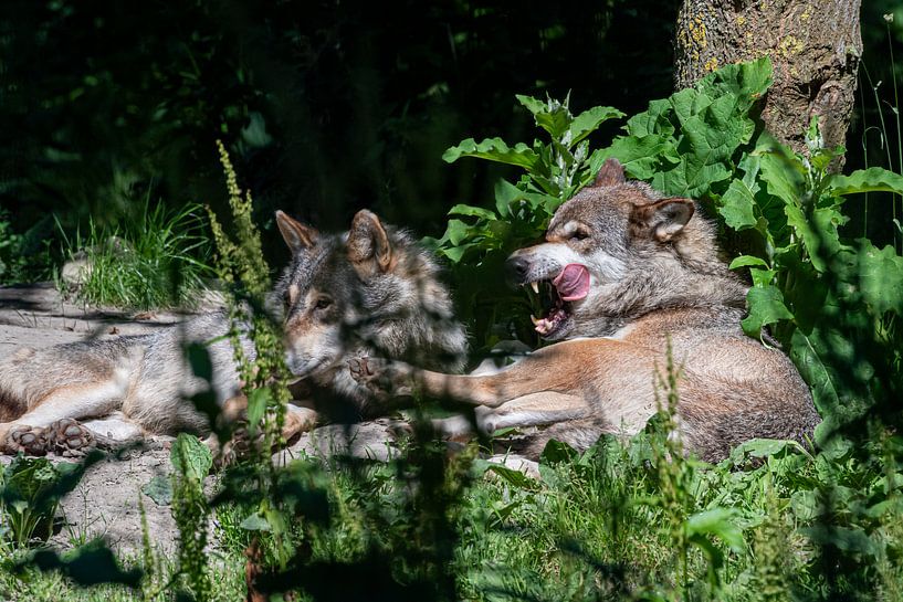 Die Wölfe entspannen sich von Shirley Douwstra