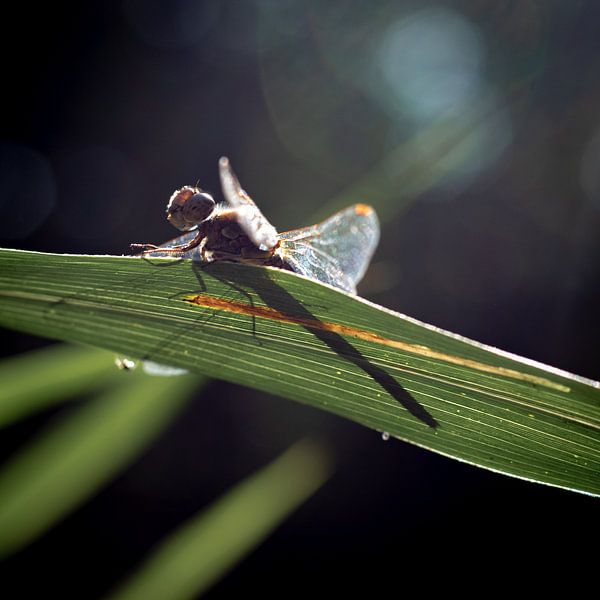 Libelle von Tim Breeschooten
