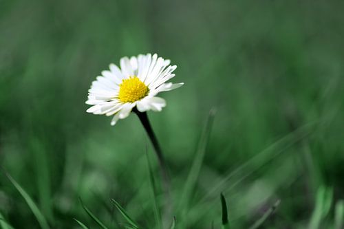 Gänseblümchen im Wald