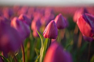 Rote Tulpen auf dem Feld