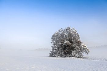Verschneiter Baum im Nebel